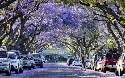 🌸 자카란다 산책로(자카란다 유호도)